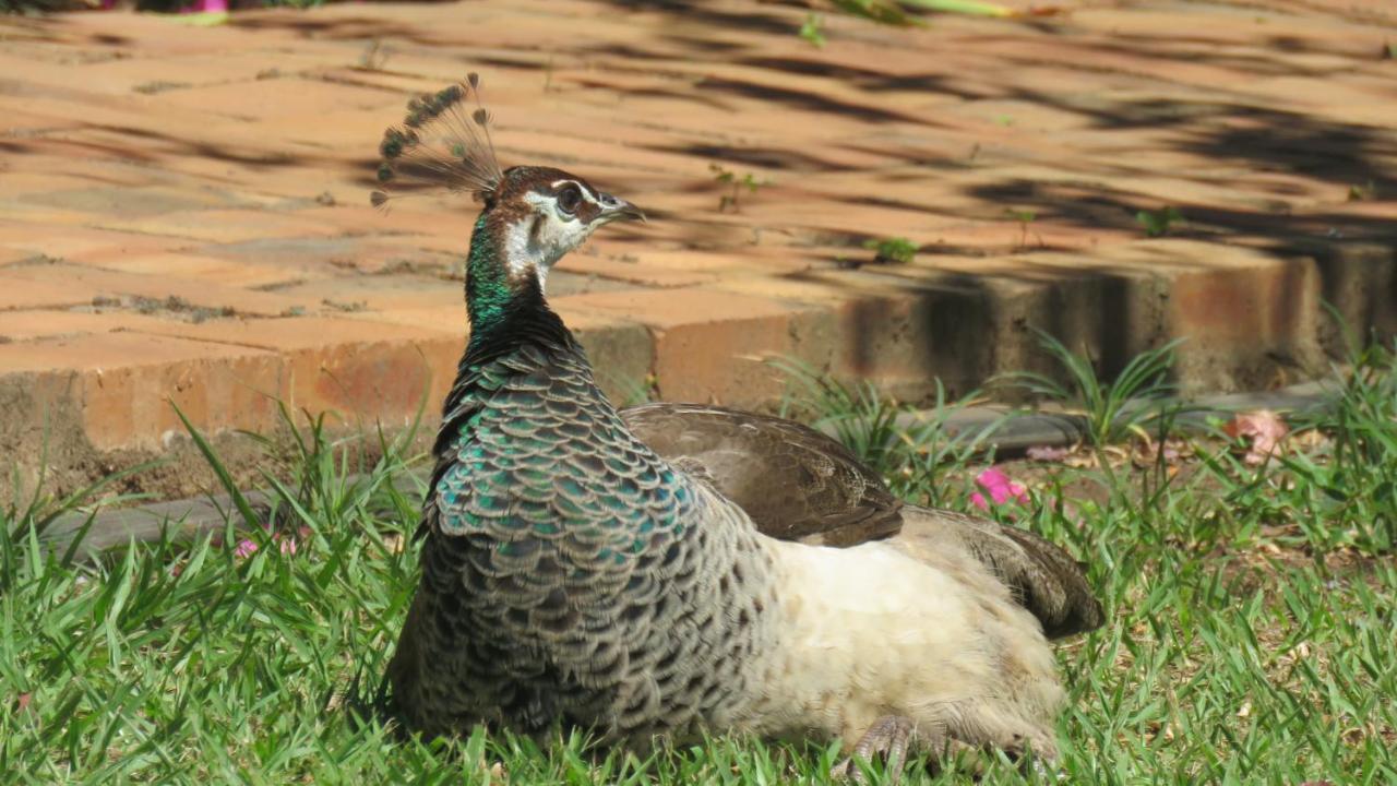 Dwaleni Farm Lodge Matsapha Kültér fotó